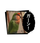 コザクラインコのうめちゃん14（個別スタンプ：9）