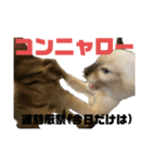 お酒とネコ好きな日常会話 6（個別スタンプ：8）