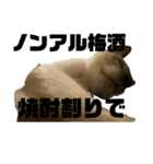 お酒とネコ好きな日常会話 6（個別スタンプ：20）