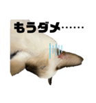 お酒とネコ好きな日常会話 6（個別スタンプ：22）