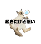 お酒とネコ好きな日常会話 6（個別スタンプ：32）