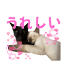 お酒とネコ好きな日常会話 6（個別スタンプ：35）
