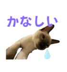 お酒とネコ好きな日常会話 6（個別スタンプ：36）