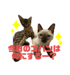 お酒とネコ好きな日常会話 6（個別スタンプ：38）