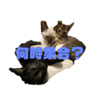 お酒とネコ好きな日常会話 3（個別スタンプ：2）