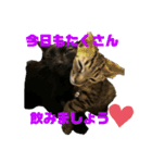 お酒とネコ好きな日常会話 3（個別スタンプ：3）