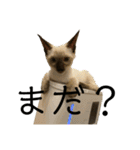 お酒とネコ好きな日常会話 3（個別スタンプ：19）