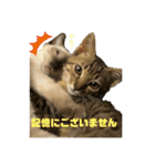 お酒とネコ好きな日常会話 3（個別スタンプ：33）