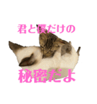 お酒とネコ好きな日常会話 3（個別スタンプ：37）