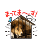 ルーク 幼犬（個別スタンプ：22）