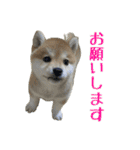 まろちゃんとふくちゃん（個別スタンプ：3）