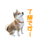 まろちゃんとふくちゃん（個別スタンプ：4）