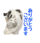 まろちゃんとふくちゃん（個別スタンプ：7）