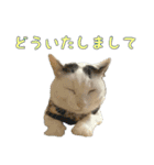 まろちゃんとふくちゃん（個別スタンプ：8）