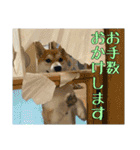 まろちゃんとふくちゃん（個別スタンプ：9）