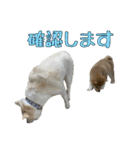 まろちゃんとふくちゃん（個別スタンプ：12）