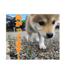まろちゃんとふくちゃん（個別スタンプ：14）