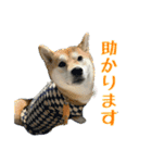 まろちゃんとふくちゃん（個別スタンプ：17）