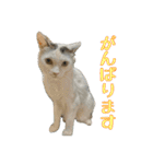まろちゃんとふくちゃん（個別スタンプ：18）