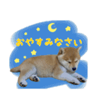 まろちゃんとふくちゃん（個別スタンプ：21）