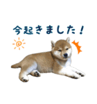 まろちゃんとふくちゃん（個別スタンプ：22）