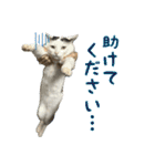 まろちゃんとふくちゃん（個別スタンプ：23）