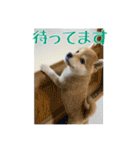 まろちゃんとふくちゃん（個別スタンプ：29）