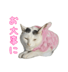 まろちゃんとふくちゃん（個別スタンプ：30）