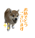 まろちゃんとふくちゃん（個別スタンプ：32）