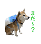 まろちゃんとふくちゃん（個別スタンプ：34）