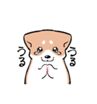 ちょっとうざい態度のうるさい犬（個別スタンプ：9）