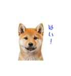 ウケる柴犬（個別スタンプ：4）