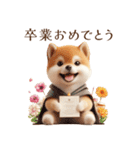 柴犬｜お祝いスタンプ（個別スタンプ：11）