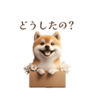 柴犬｜お祝いスタンプ（個別スタンプ：37）