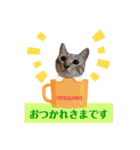 猫の寅次郎くん。vol.6（個別スタンプ：1）