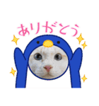 猫の寅次郎くん。vol.6（個別スタンプ：15）