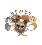 猫の寅次郎くん。vol.6（個別スタンプ：17）