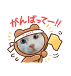 猫の寅次郎くん。vol.6（個別スタンプ：22）