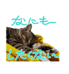 猫の寅次郎くん。vol.6（個別スタンプ：30）