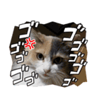 猫の寅次郎くん。vol.6（個別スタンプ：31）