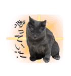長毛こねこちゃん「わさび」②（個別スタンプ：7）