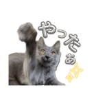 長毛こねこちゃん「わさび」②（個別スタンプ：8）