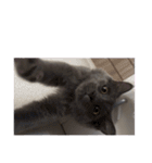 長毛こねこちゃん「わさび」②（個別スタンプ：38）