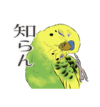 セキセイインコの普段使い（個別スタンプ：13）