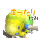 セキセイインコの普段使い（個別スタンプ：20）