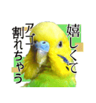 セキセイインコの普段使い（個別スタンプ：24）