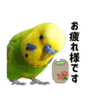 セキセイインコの普段使い（個別スタンプ：25）