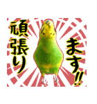 セキセイインコの普段使い（個別スタンプ：31）