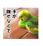 セキセイインコの普段使い（個別スタンプ：39）