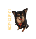 毎日使えるもち＆むうの優しい敬語講座（個別スタンプ：3）